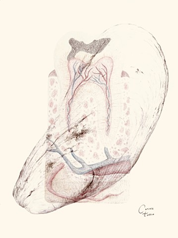 Sigurrós Svava Ólafs - curiosa.tattoo