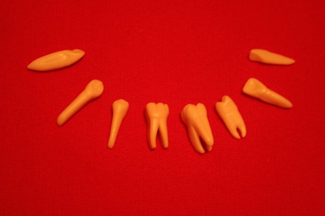 Átta - eight. A sculpture - photo project, portaying real size teeth hand carved from wax.