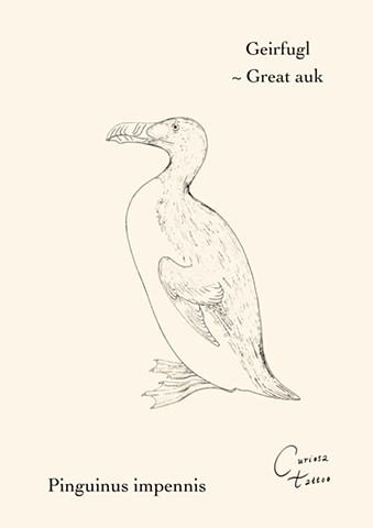 Geirfugl ~ Great auk