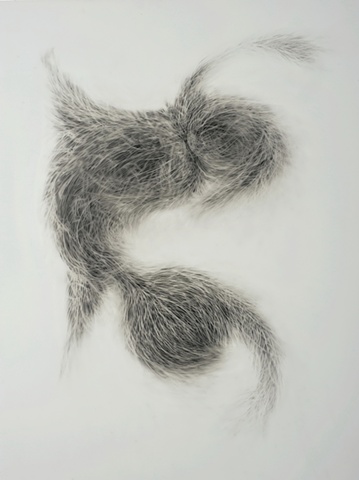 Graphite drawing on vellum based on organic phenomena & mutation