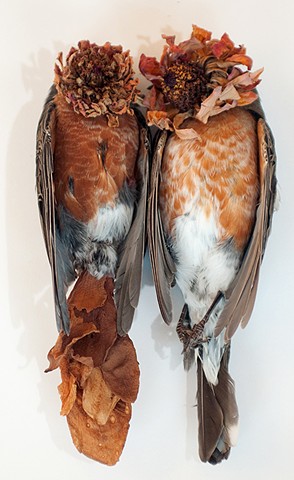 Fallen robins