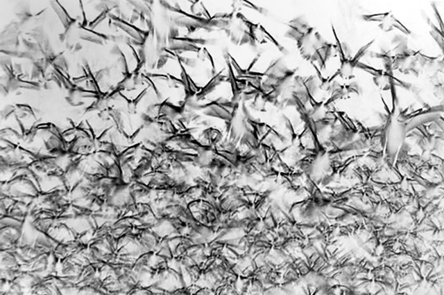 Migrations_white bird