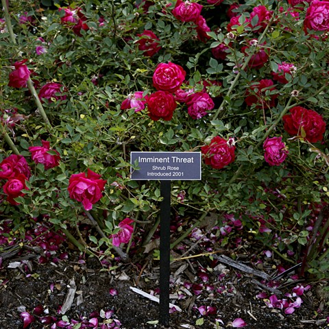 Imminent Threat
From The National Rose Garden Series