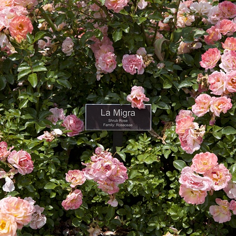 La Migra
From The National Rose Garden Series