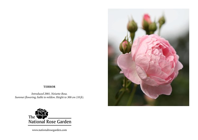 Selections From The National Rose Garden Notecard
TERROR