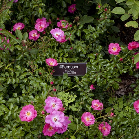 #Ferguson
From The National Rose Garden Series