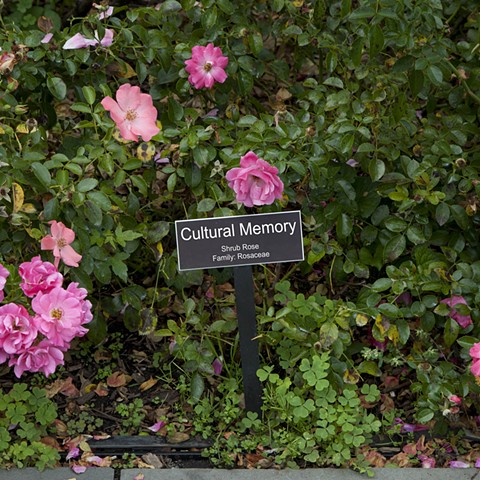 Cultural Memory 
From The National Rose Garden Series