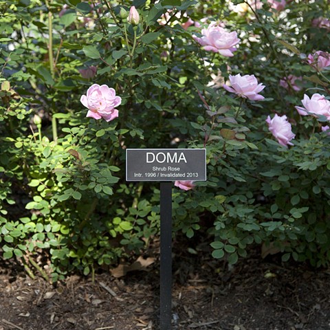 DOMA
From The National Rose Garden Series
