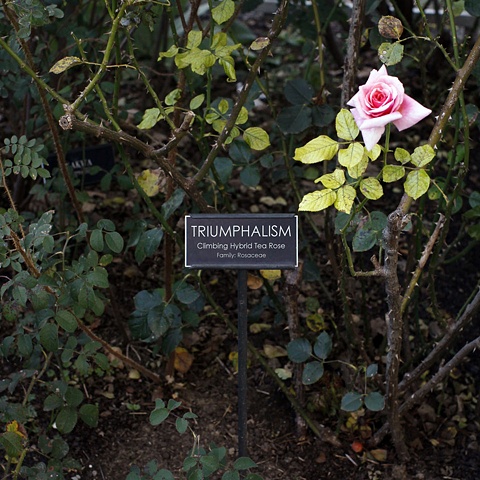 TRIUMPHALISM
from The National Rose Garden Series