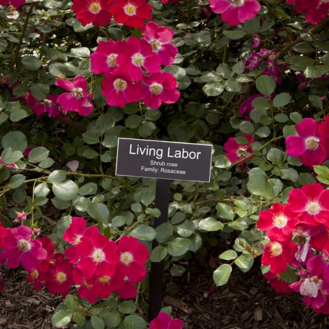 Living Labor,
From The National Rose Garden Series