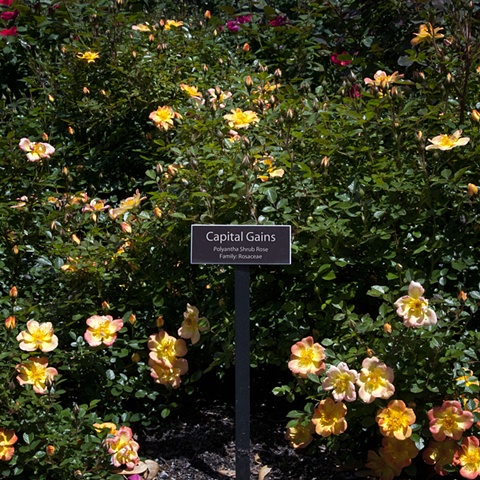Capital Gains
From The National Rose Garden Series