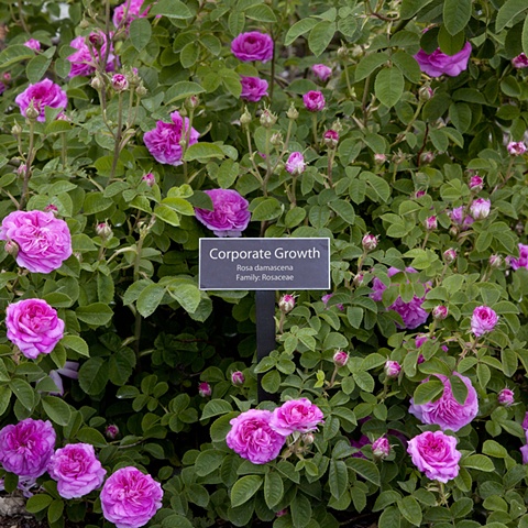 Corporate Growth
From The National Rose Garden Series