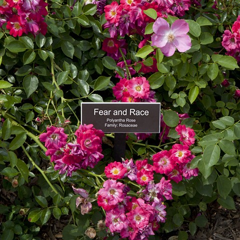 Fear and Race
From The National Rose Garden Series