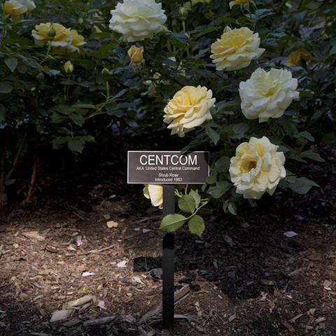 CENTCOM
From The National Rose Garden Series