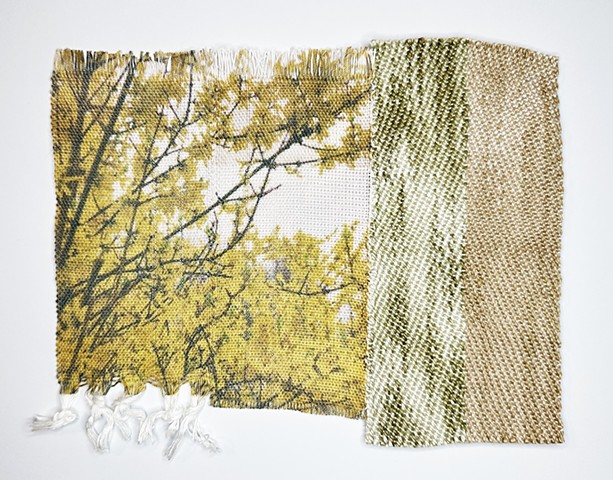 Forsythia 