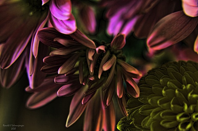 Floral Glow at Dark #2