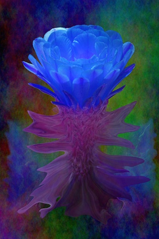 The Flower Dances Blue