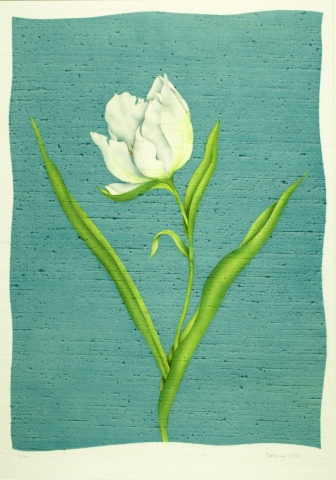 White Tulip (large)