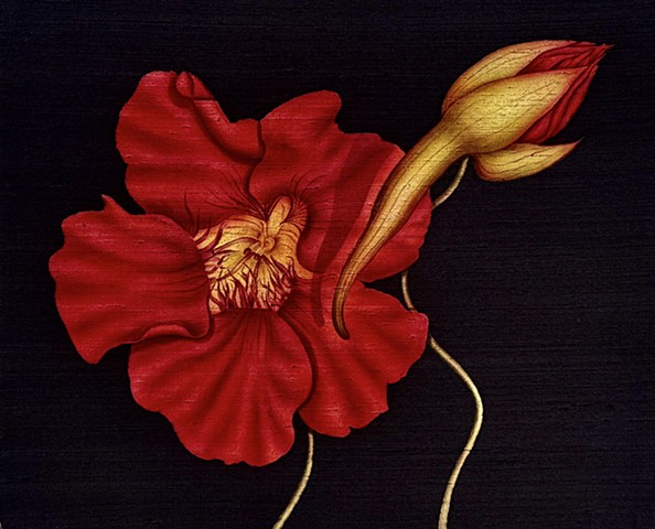 Red Nasturtium on Black