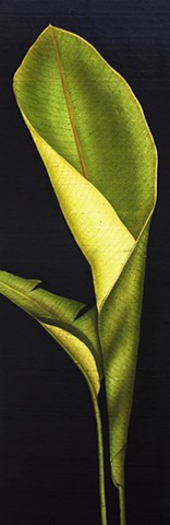 Banana leaf 3