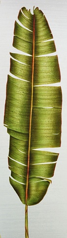Banana Leaf 2