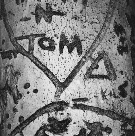 Engraved Beech Bark, No. 80, Bellbrook, Ohio