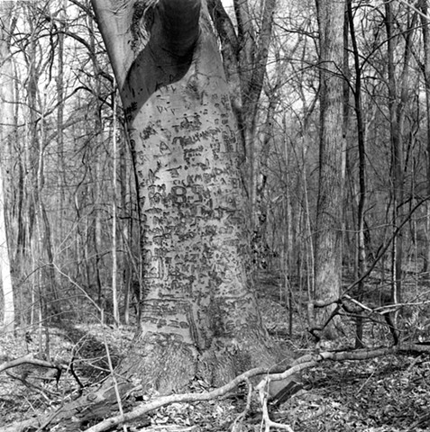 Engraved Tree, Beech Woods, Bellbrook, Ohio