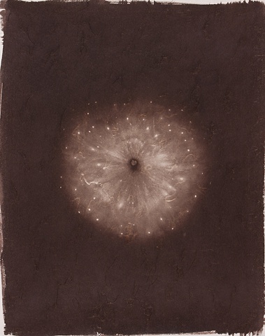 Gold and palladium toned Vandyke Brown print, a historical and alternative photographic process from a scanned object