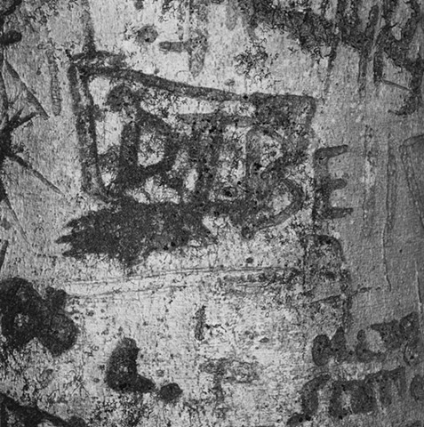 Engraved Beech Bark, No. 85, Bellbrook, Ohio