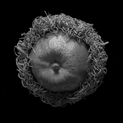 Still-life photograph of a burr oak acorn (archival pigment print).