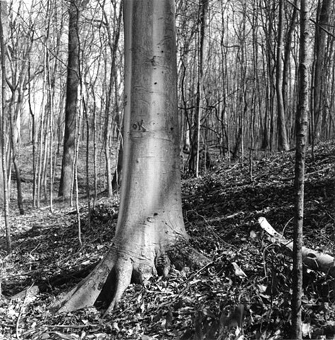 OK Beech Tree, Bellbrook, Ohio