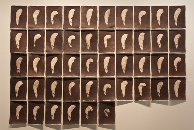 Forty-six Van Dyke Brown prints of maple seeds.