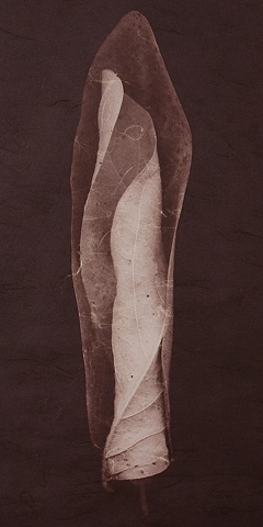Vandyke Brown Print, a historical and alternative photographic process from a scanned object