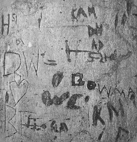 Engraved Beech Bark, No. 61, Learning Tree Farm
