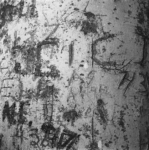 Engraved Beech Bark, No. 37, Bellbrook, Ohio