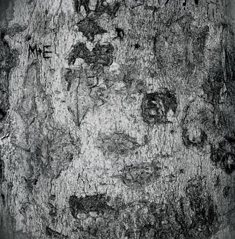Engraved Beech Bark, No. 96, Frytown, Ohio