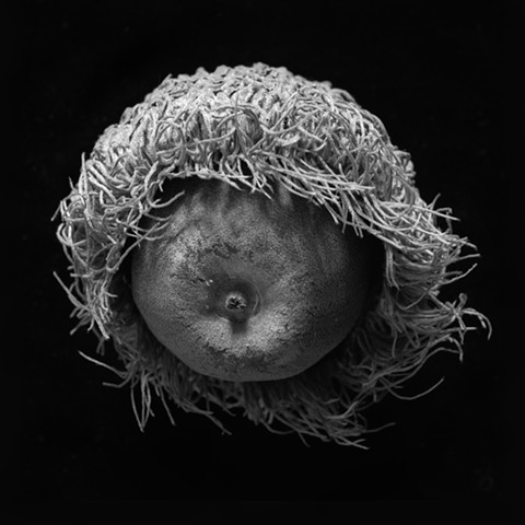 Still-life photograph of a burr oak acorn (archival pigment print).