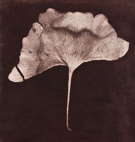 Searching for the cause of my springtime allergy, I began to collect parts of trees that had fallen to the ground or were hanging from branches within reach of my outstretched hands. These collected specimens are scanned and transformed into photographs u