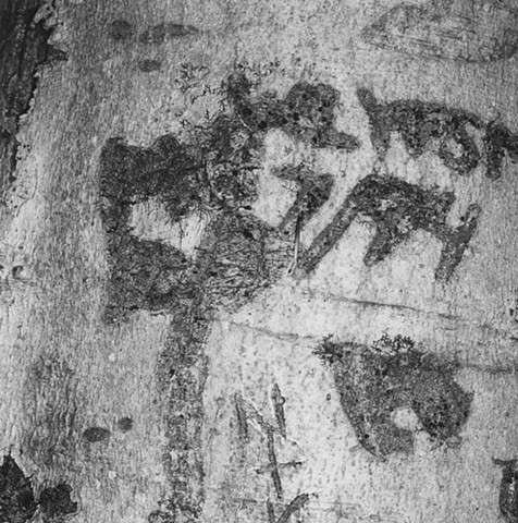 Engraved Beech Bark, No. 84, Bellbrook, Ohio