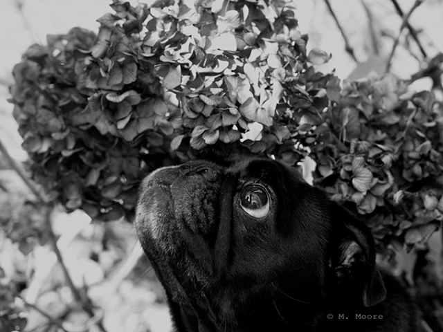M. Moore, Meghan Moore, M. Moore Photography