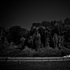Kudzu.
