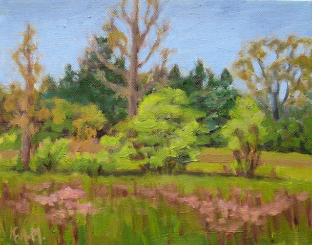 Field in the Spring