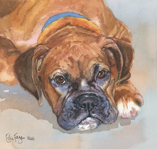 watercolor dog portrait of boxer dog by Edie Fagan Adored Dogs