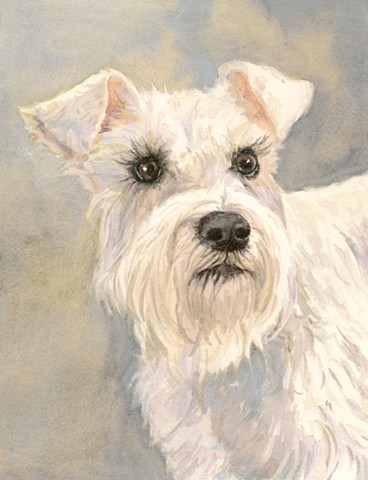 White Schnauzer watercolor painting by Edie Fagan Adored Dogs