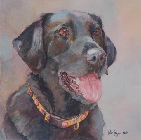 Edie Fagan Adored Dogs watercolor painting of dog watercolor painting of black Labrador Retriever dog