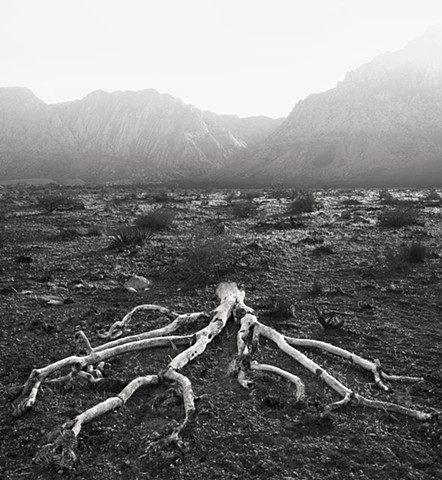 Dead Joshua Tree, Mojave Desert 