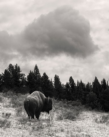 Bison, Above & Below
Yellowstone National Park