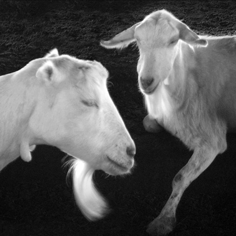 Two Goats
Achadinha Cheese Company, Petaluma California