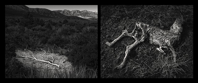 After The Snow Melts, Diptych
Spring, Mount Charleston Wilderness
Las Vegas Nevada 