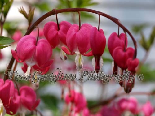 Bleeding Hearts